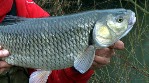 River Loddon Chub 3.jpg